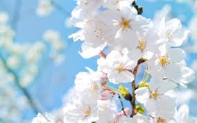Wallpaper blue and white flower background. Blue And White Flower Wallpapers Top Free Blue And White Flower Backgrounds Wallpaperaccess