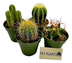Buy cactus set x 2 artificial tabletop plants at petals. Fat Plants San Diego Large Cactus Plant S 4 Pricepulse