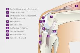 Meniskus ist die knorpelpolster im kniegelenk. Naturliches Kniegelenk