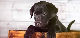 Many short haired dog breeds are a great choice for busy families as they may not require professional grooming on a regular basis like long haired breeds gently m any people prefer short haired dogs because they are easier to groom and bathe. Black Dog Breeds The Top 20 Dog Breeds With Black Fur