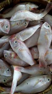 Senarai harga ikan kelah telah dikemaskini pada: Terlaris Ikan Kurisi Ikan Trisi Ikan Kurisi Segar Makanan Minuman Makanan Instan Di Carousell