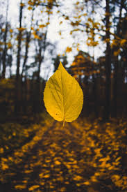 Best 20 Fall Pictures Download Free Images On Unsplash The best gifs are on giphy.