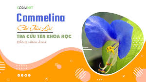 Image result for Commelina pycnospatha