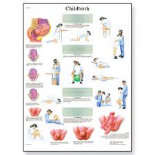 Childbirth Laminated Chart Poster