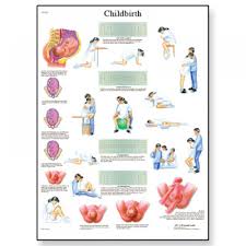 childbirth laminated chart poster