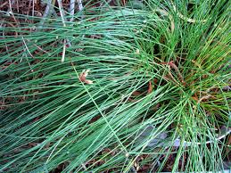 Image result for Schoenoplectiella microglumis