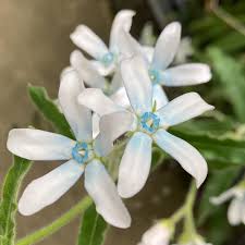 Image result for Oxypetalum