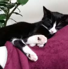 Kucing hitam sering dianggap sebagai hewan bernuansa mistis, benarkah? Alami Penyakit Ganjil Bulu Kucing Ini Boleh Bertukar Warna