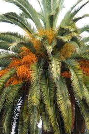 Flora File Tropicality By Flora File Palm Tree Flowers Palm Trees Unique Trees
