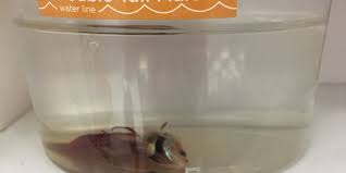 Rare* betta fish shopping spree!! Petition Petco And Petsmart Stop The Sale Of Betta Fish Now United States