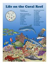Coral Reefs In Peril Coral Reef Coral Reef Ecosystem Reef