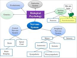 Two types of cells constitute the nervous system— neurons and neuroglia. Biological Psychology Ppt Download