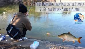 Memancing Ikan Mas Bagi Sebagian Orang Menjadi Daya Tarik Tersendiri Karena Banyak Orang Yang Bilang Susah Susah Gampang Meski Begitu Jika Kita Ikan Ikan Mas