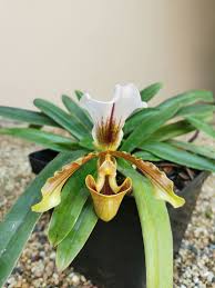 Image result for Polystachya kermesina