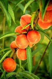 Although fruit tree catalogs indicate that bing (and other similar types) cherries will grow in coastal georgia, fruit production is elusive at best and the trees do not thrive. Growing Fruit Trees Growing Fruit Fruit Trees