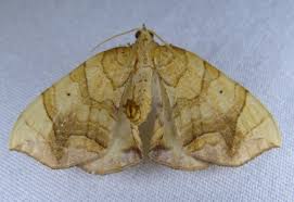 Image result for Laggera gracilis