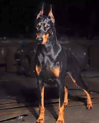 Doberman Panosundaki Pin