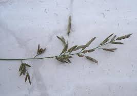 Image result for Eragrostis cilianensis