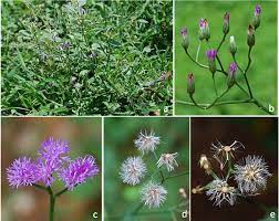 Using ironweed plant in the garden Vernonia Cinerea A Habit B Anthesing Capitula C Anthesis In Download Scientific Diagram