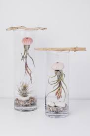 Les Plantes Sans Terre En Decoration D Interieur 24 Facons De Les Exposer Annan Inspiration Plantes Sans Terre Terrarium Und Terrariums