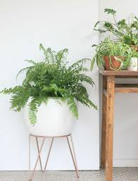 What Are The Best Office Plants Top Plants For Your Desk Plant Decor Indoor House Plants Indoor Plant Decor