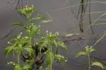 Image result for Caperonia fistulosa