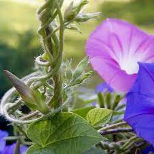 How To Grow Easy Care Morning Glories Morning Glory Flowers Garden Vines Morning Glory Vine