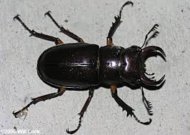 Check spelling or type a new query. Reddish Brown Stag Beetle Lucanus Capreolus
