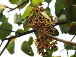 Image result for Pterygota