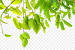 Mango Thoranam Png