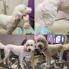 Maybe you would like to learn more about one of these? 62 Cg Pet Styles Ideas Pet Style Pets Animals