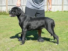 Very distinguished, he expresses strength, agility and endurance. Cane Corso Italiano Cane Corso Dogs Animals