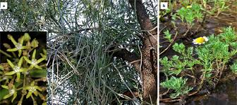 Image result for Gnidia burchellii