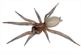 A pennsylvania woman brought home more than she bargained for when a black widow spider hitched a ride in a bunch of grapes. Spiders Karachi Fumigation Service Pakistan
