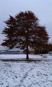 Bellingham, washington gets 39 inches of rain, on average, per year. Boulevard Park Bellingham Wa Winter Bellingham Outdoor Washington State