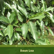 Ciri Ciri Pohon Loa Lo Ficus Racemosa Di Alam Liar Ciriciripohon Com