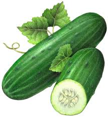 Cucumber Illustration Vegetable Painting Vegetable Illustration Vegetable Drawing