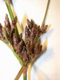 Image result for Fimbristylis dichotoma