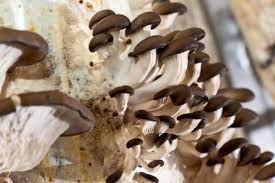 Faire Pousser Des Champignons Sur Du Marc De Cafe Faire Pousser Des Champignons Champignon Culture Champignon