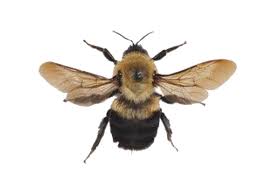 Pngs For Moodboards Png Bee Insects