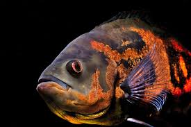 In the wild they usually grow slightly larger and there have. Oscar Fish Wikipedia