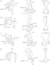 Scientists in new york successfully used this technique to restore the livers of old mice. Pectoral Girdle And Forelimb Musculoskeletal Function In The Echidna Tachyglossus Aculeatus Insights Into Mammalian Locomotor Evolution Royal Society Open Science