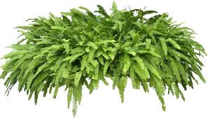 Our editors try their best to provide you with valid and savvy sp aesthetics coupon code for this march. Tropical Plant Pictures Nephrolepis Sp Sword Fern Plant Pictures Tropical Plants Plants