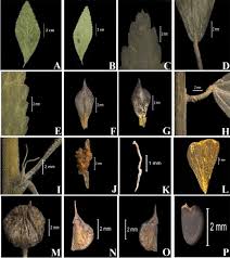 Image result for Sida javensis