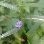 Image result for Cyanotis axillaris