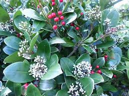 This hawthorn bonsai has incredible, powerful roots and an amazing trunk and structure. Skimmia Japonica Is A Low Evergreen Shrub Grows 3 H X W With Smooth Margined Leathery Leaves It Arbustos De Flor Blanca Plantas Arbustos De Hoja Perenne