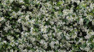 Image result for Jasminum schimperi