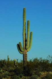 Pdf | saguaro national park has been rated as one of america's most imperiled national parks. The Saguaro Cactus All About Deserts