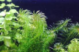アナカリス 金魚藻 透明感ある細い葉が美しい丈夫な水草 水草動画ブログ
