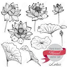 Learn how to draw a beautiful lotus flower! Vector Set Of Hand Drawn Lotus Flowers And Leaves Sketch Floral Royalty Free Cliparts Vectors And Stock Illustration Image 52894356
